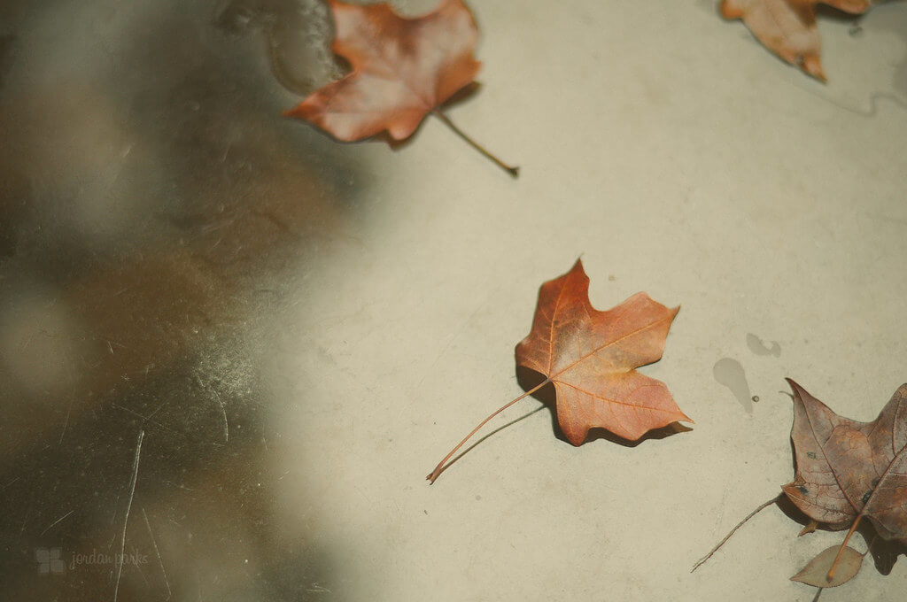 jordan parks - fallen autumn leaves