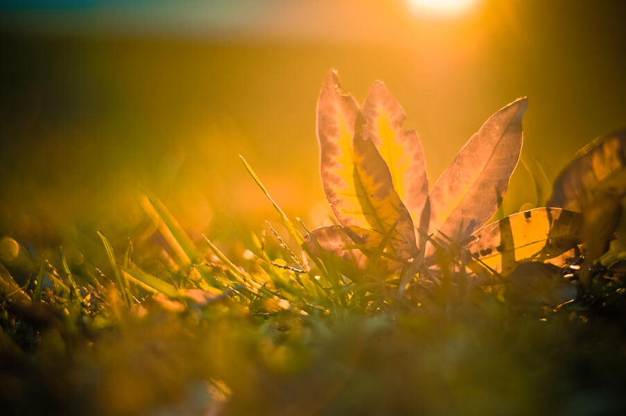 jordan parks - golden hour leaf