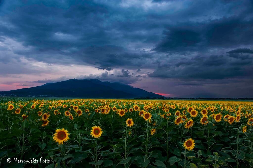 Fotis Mavroudakis - Sunflower field