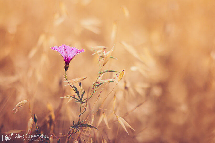 Alex Greenshpun - pink flower in field