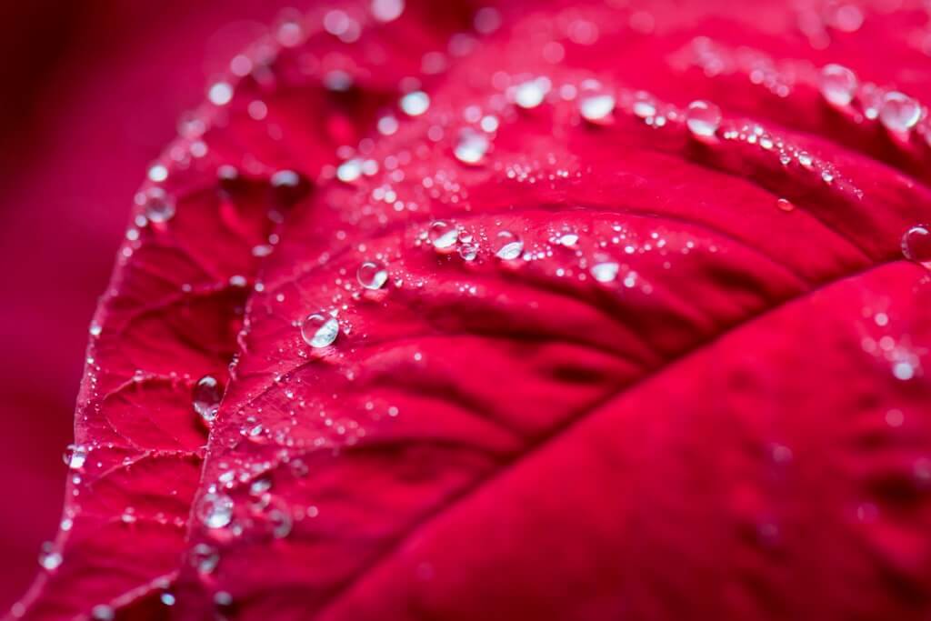 Jeff Montgomery - Red leaf with rain