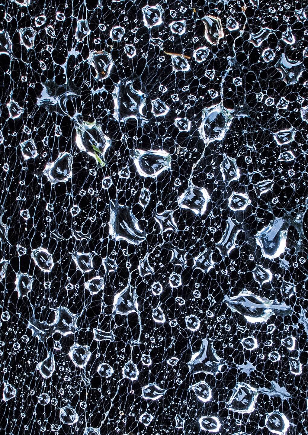 Warren Krupsaw - Water Droplets on Spider Web