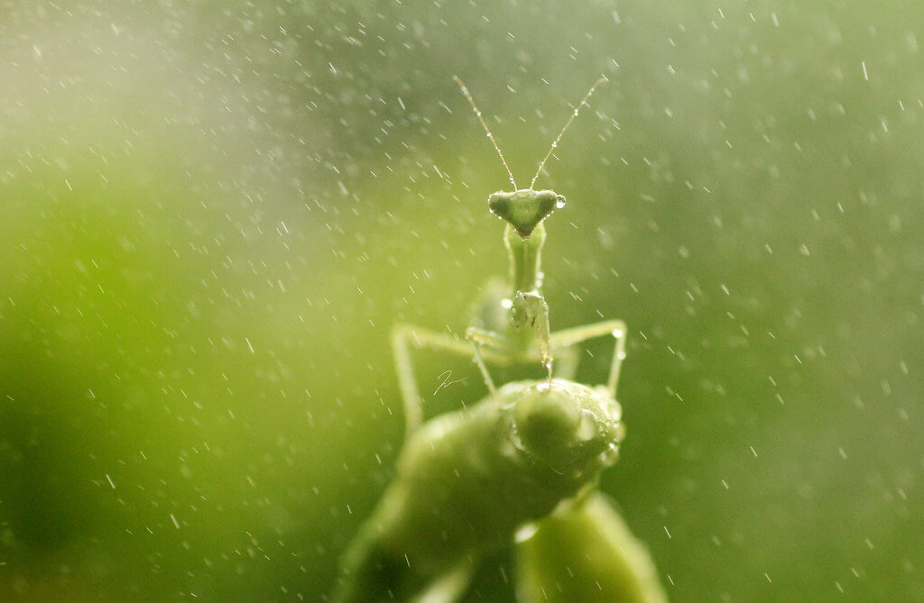 Wicaksono Trian Islami - Mantis In The Rain..