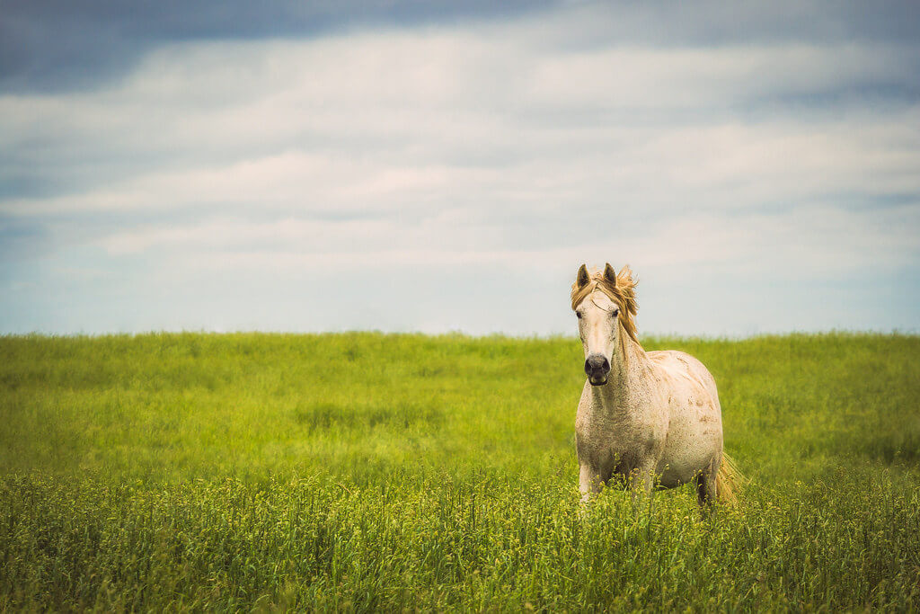 TroyMarcyPhotography - horse in field