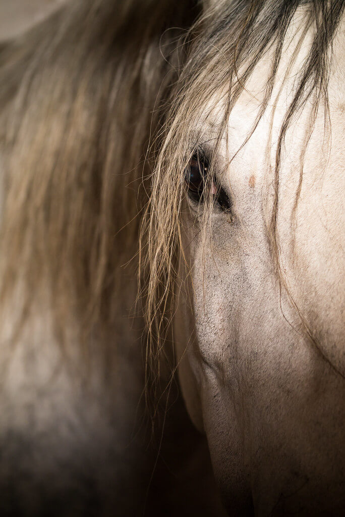 Amine Fassi - close-up of horse