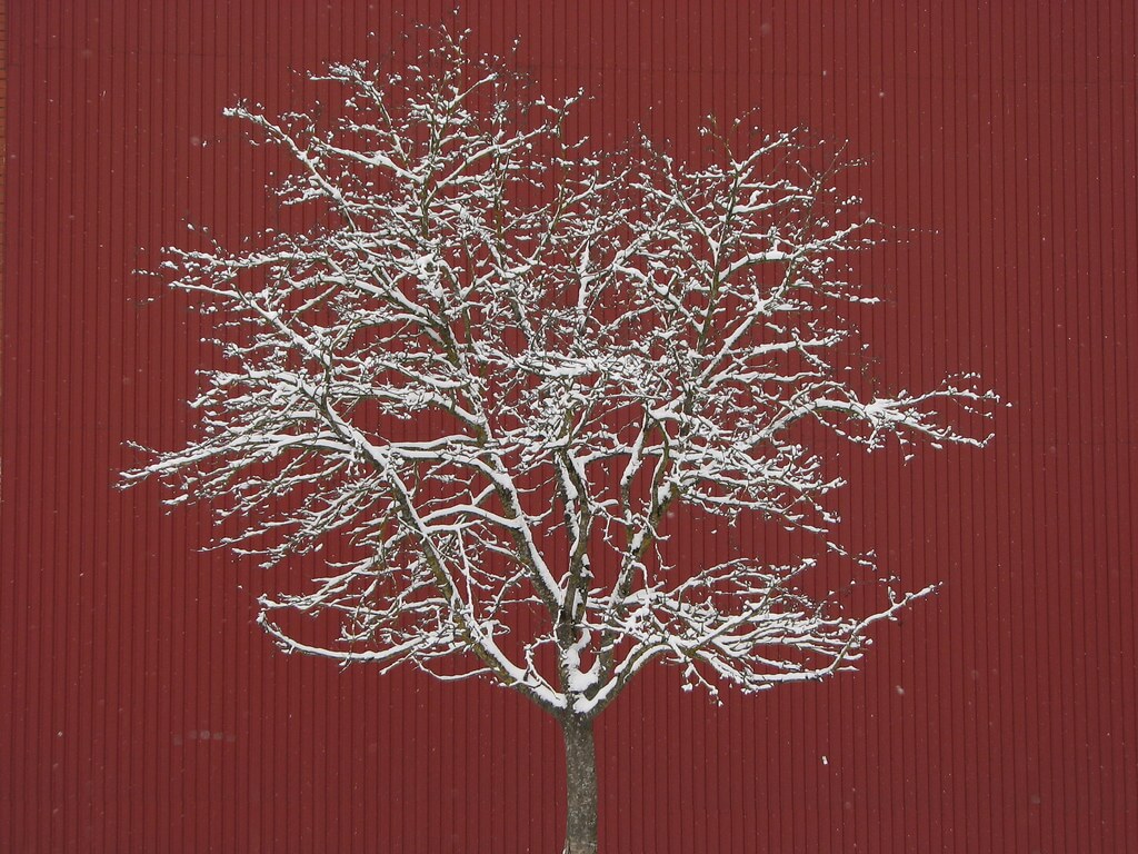 Егор Журавлёв - Tree on red background