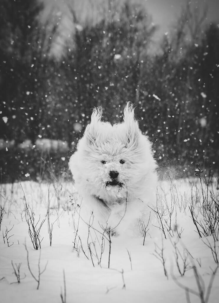 Sarah Bourque - dog running in snow