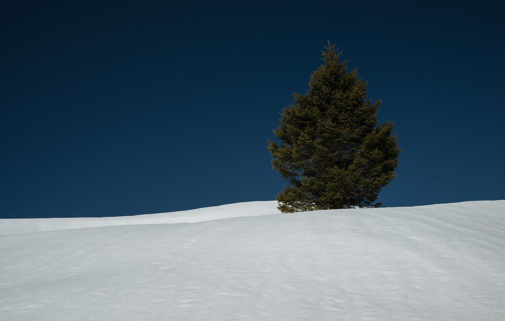 Mundl_Photographie - winter pine tree