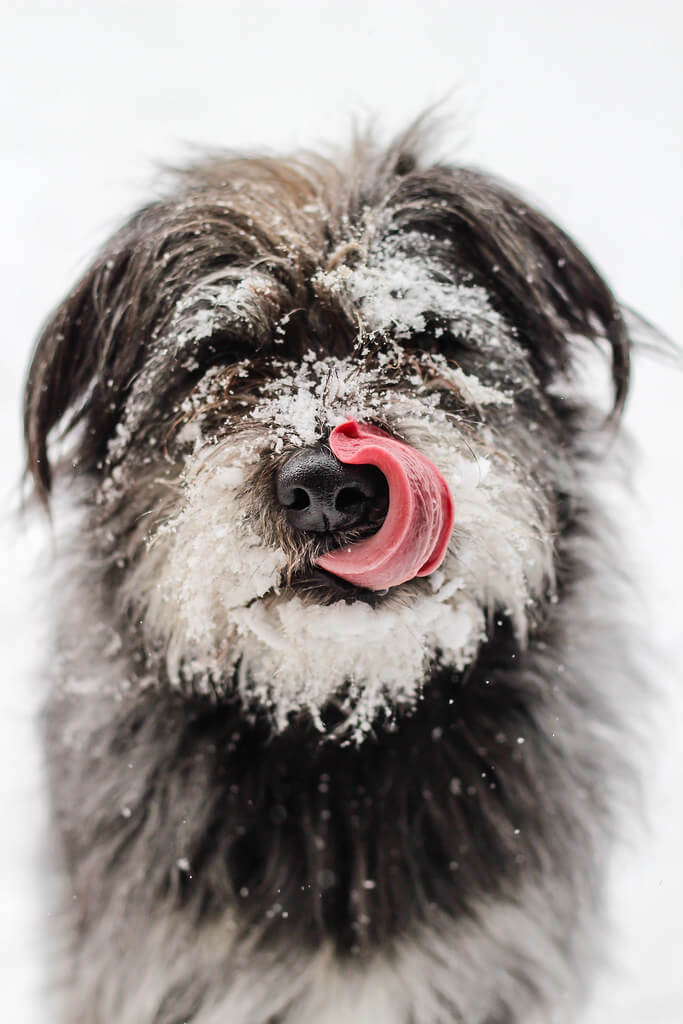 Sarah Bourque - dog in snow