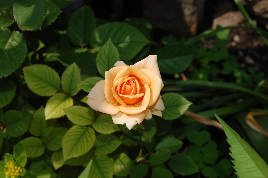 Zigy Summer - orange rose
