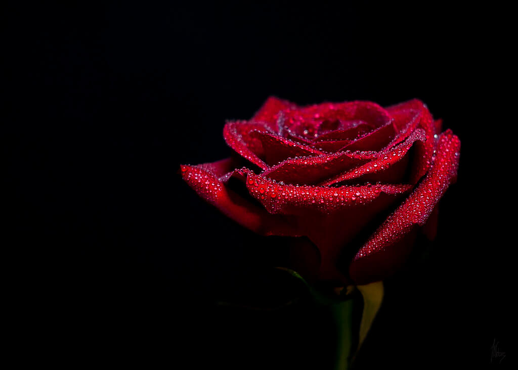 Jack Nobre - Blood Red Rose