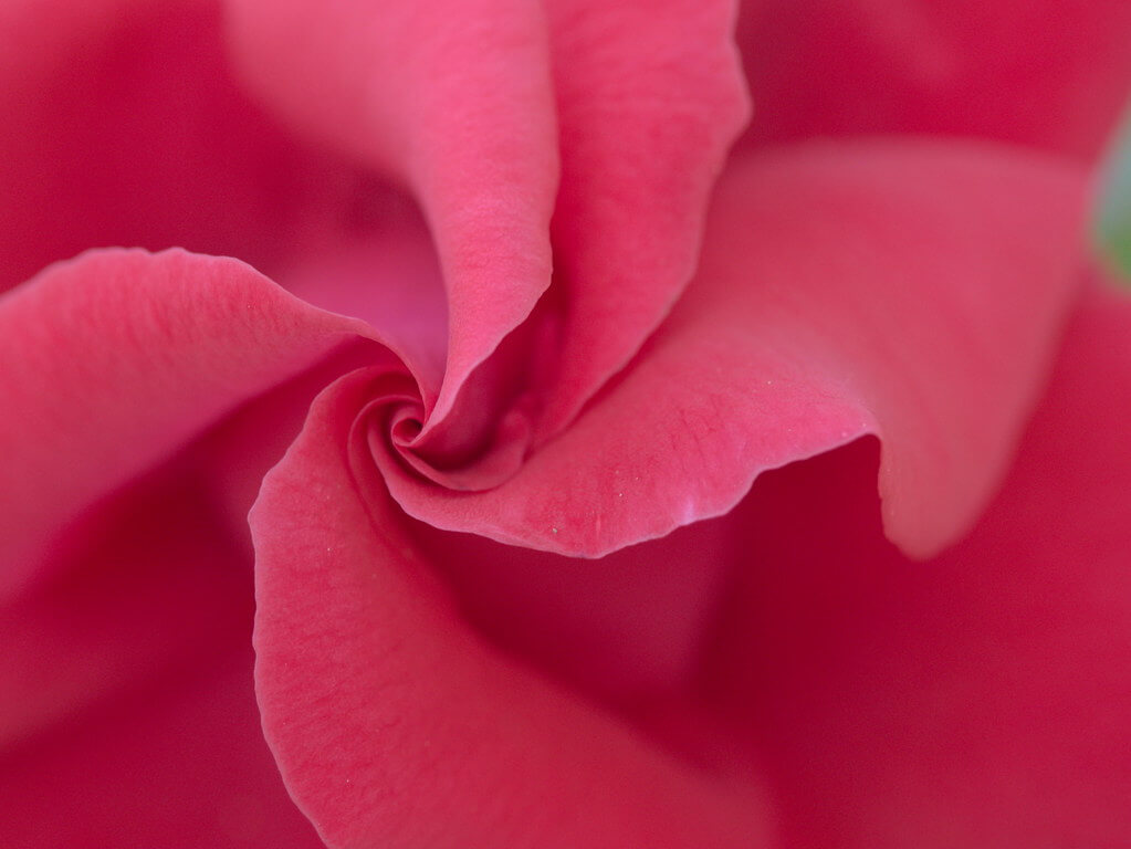 Elisabeth patchwork - pink rose