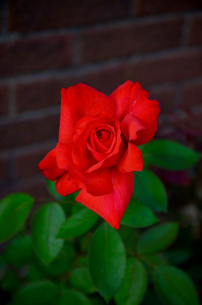 Al Gieryna - red rose