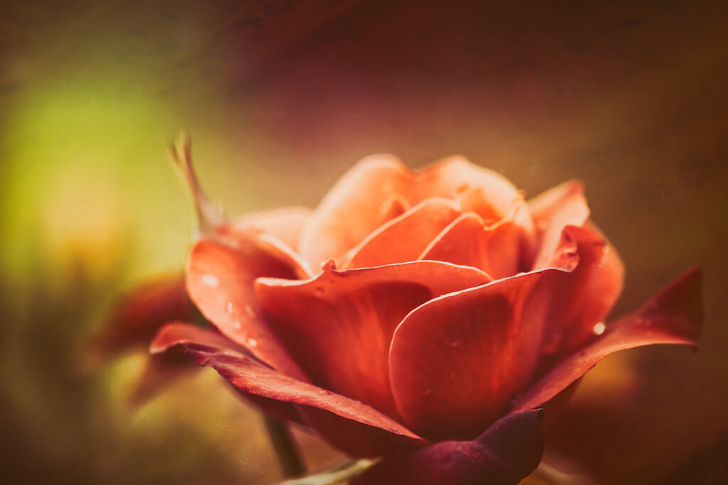 Carina - soft rose