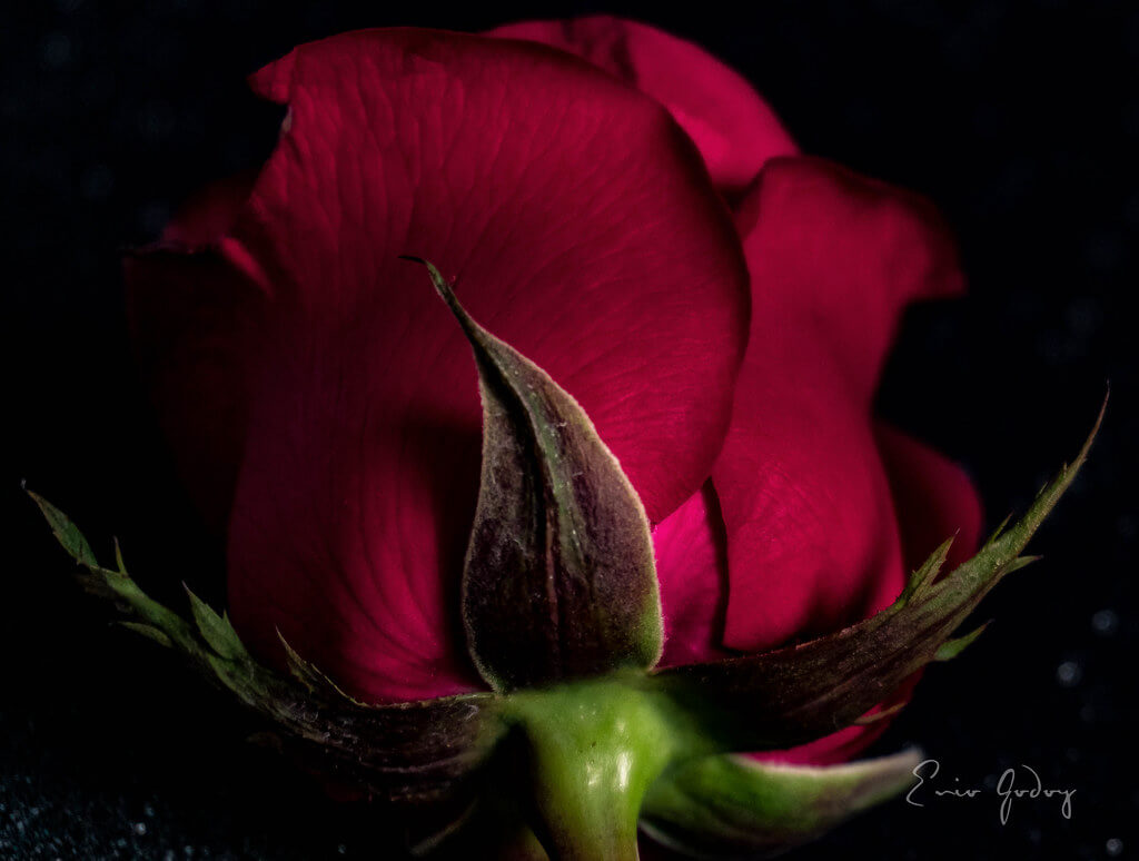 Enio Godoy - red rose