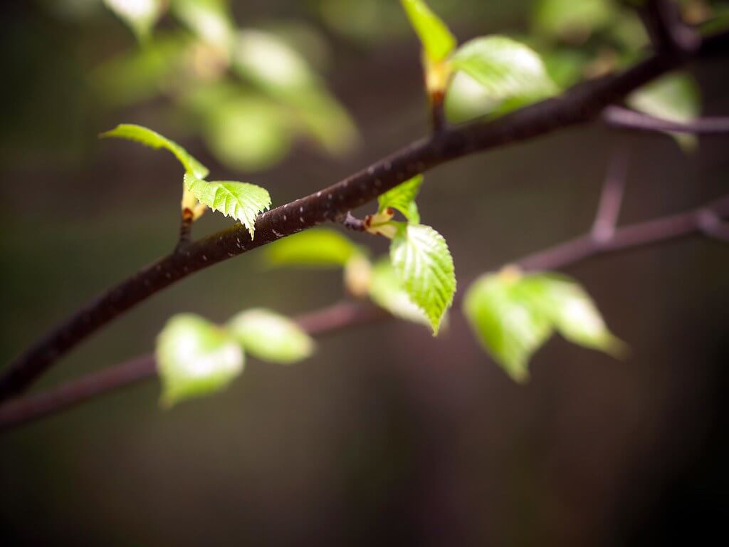 R Casey - spring leaves