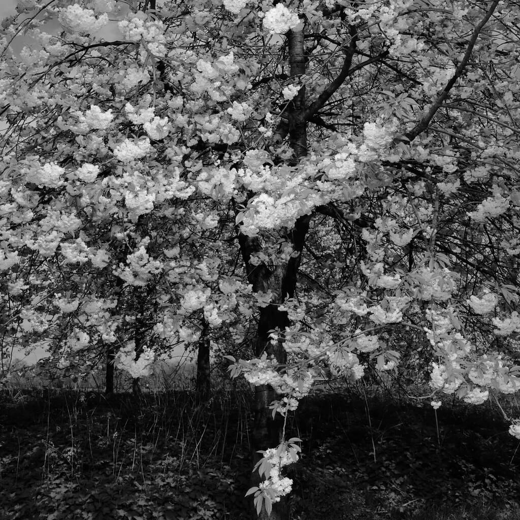 Grant Simon Rogers - spring blossoms