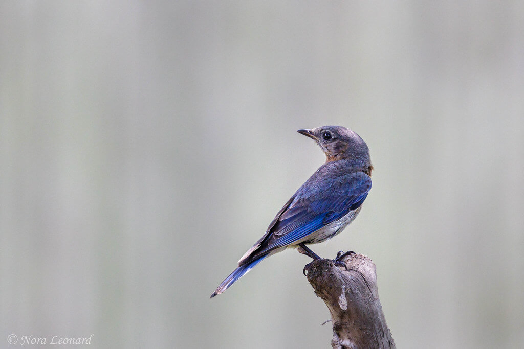 norasphotos4u - bluebird