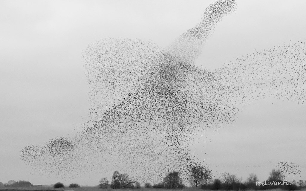Roeli Til - 
 spreeuwen / starlings in Friesland