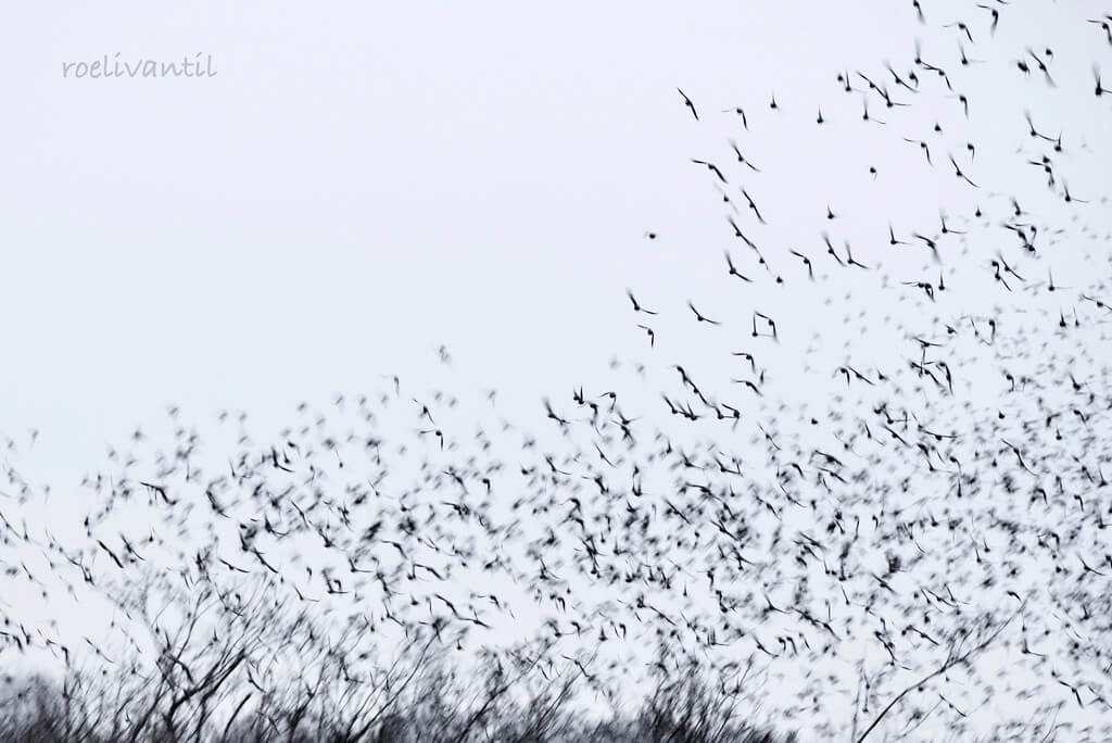 Roeli Til - 
 spreeuwen / starlings in Friesland