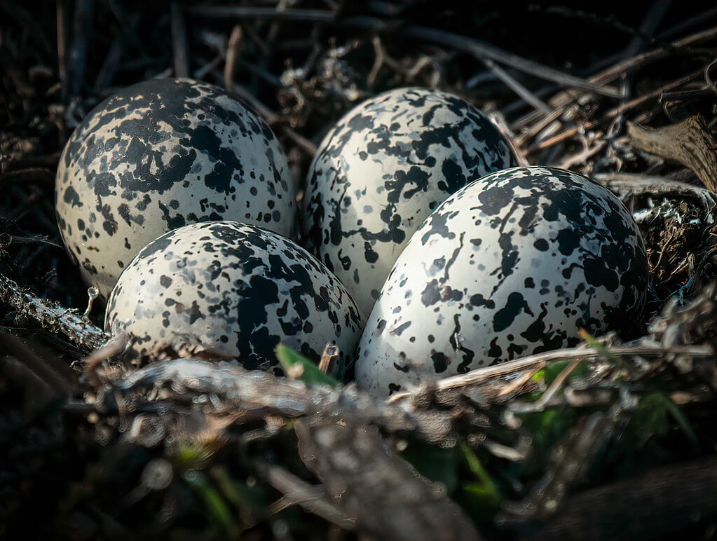george bowron - Killdeer Eggs