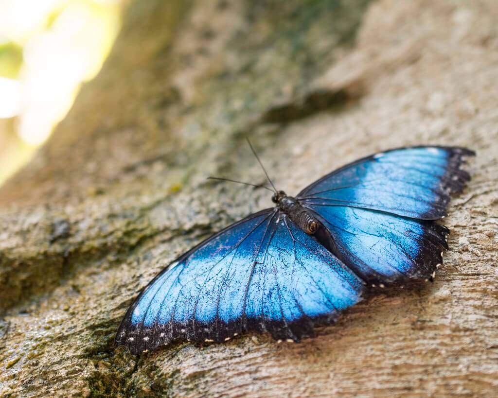msmonka - blue butterfly