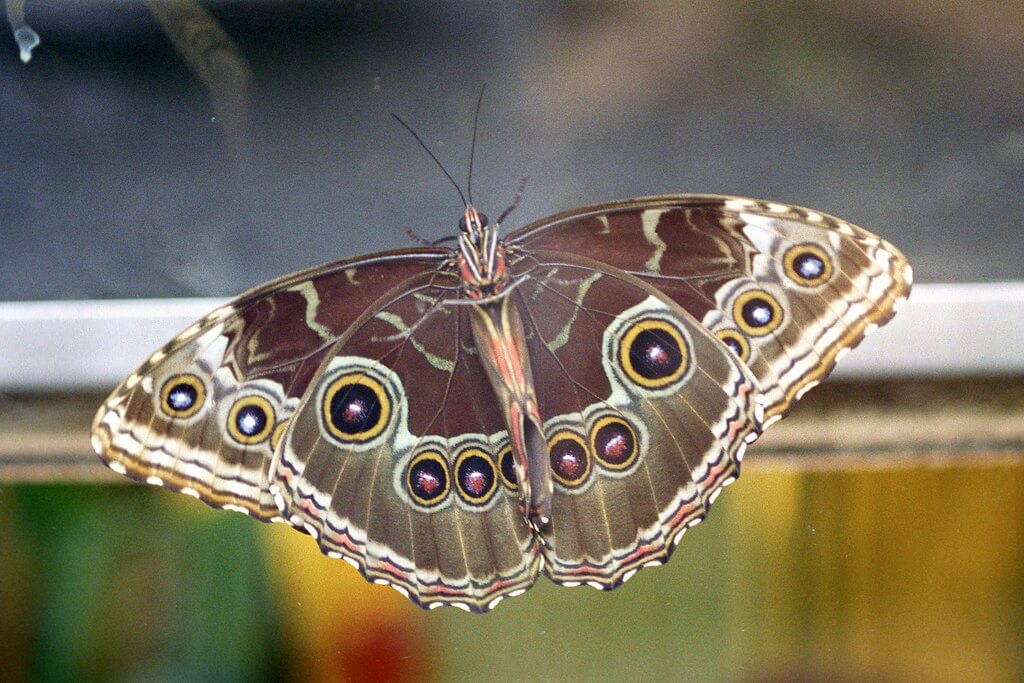 pmvarsa - Butterfly