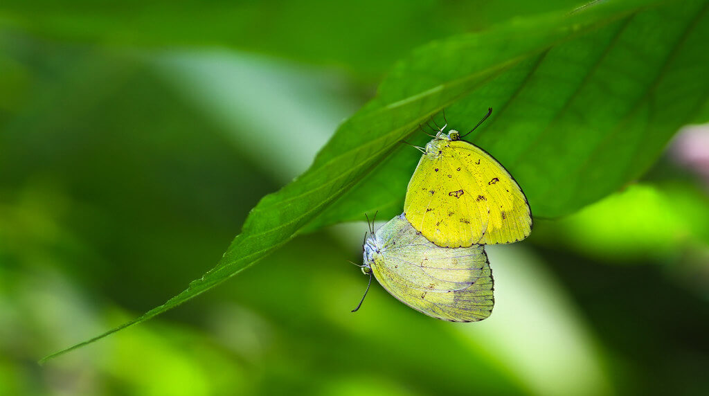 Tuhin alom Photography - Butterfly