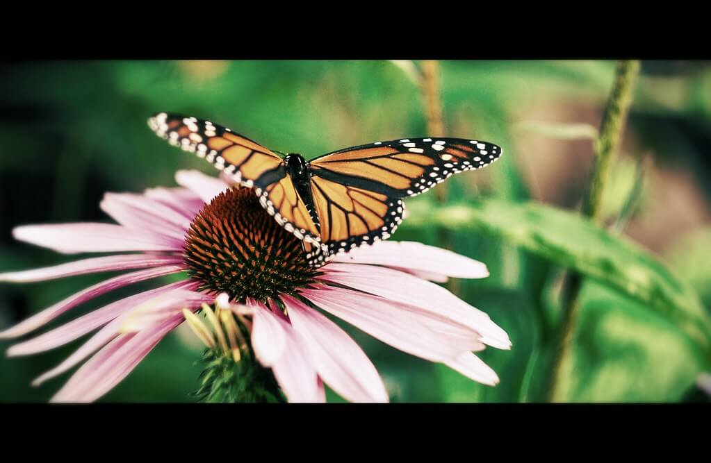 Jack Nobre - Monarch butterfly