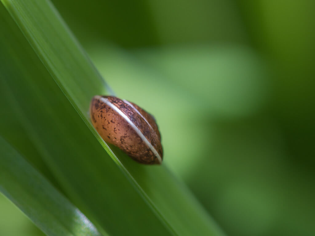 Sandrine Neel - snail shell