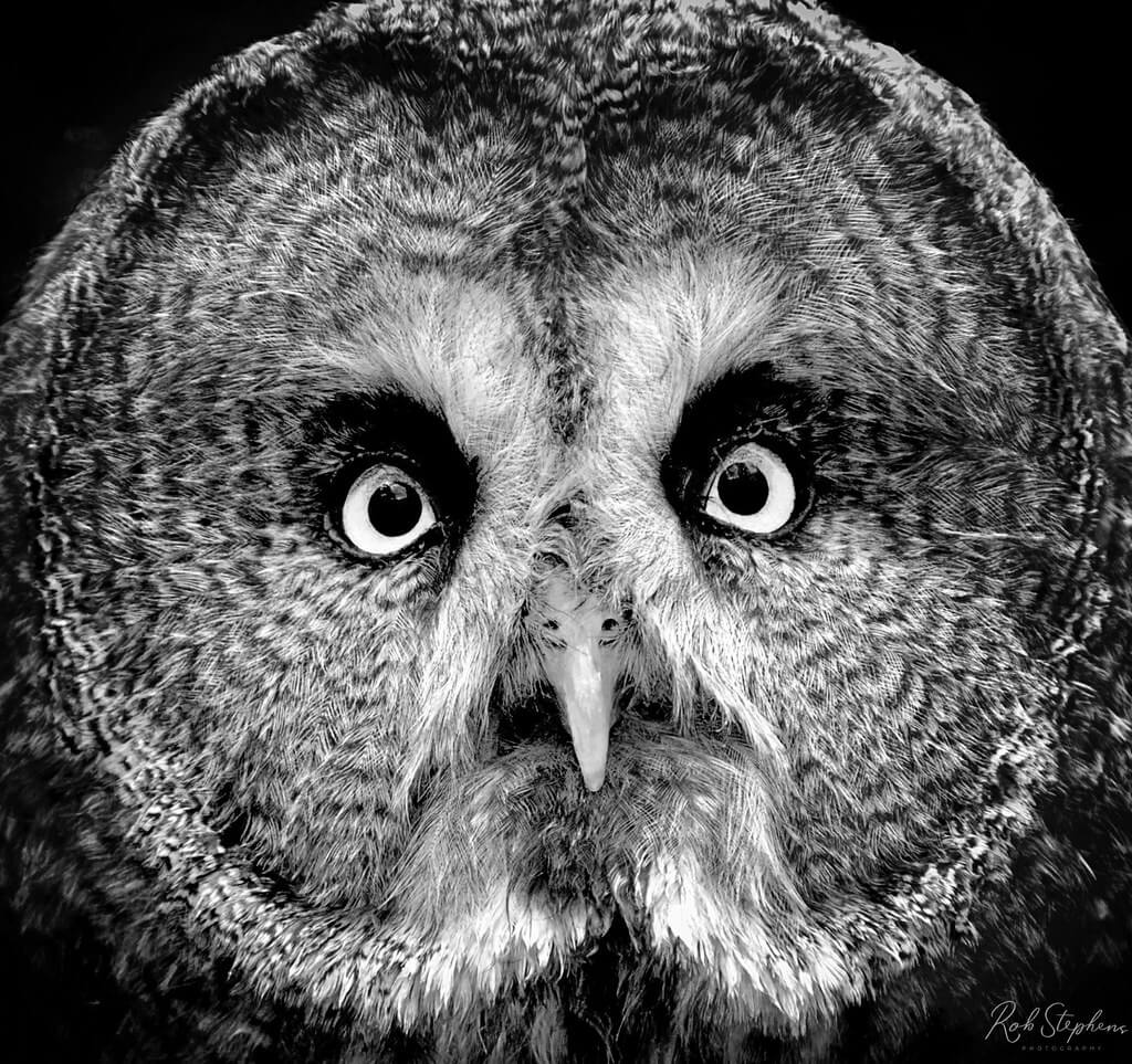Rob Stephens - Great Grey Owl