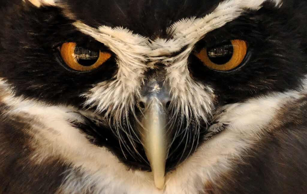 m shattock - Hoots Hollows Owl