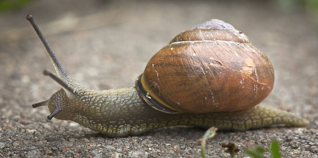 hedera baltica - Grove snail