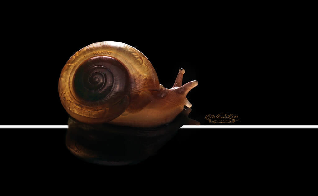 Arthur Lee - Garden Snail