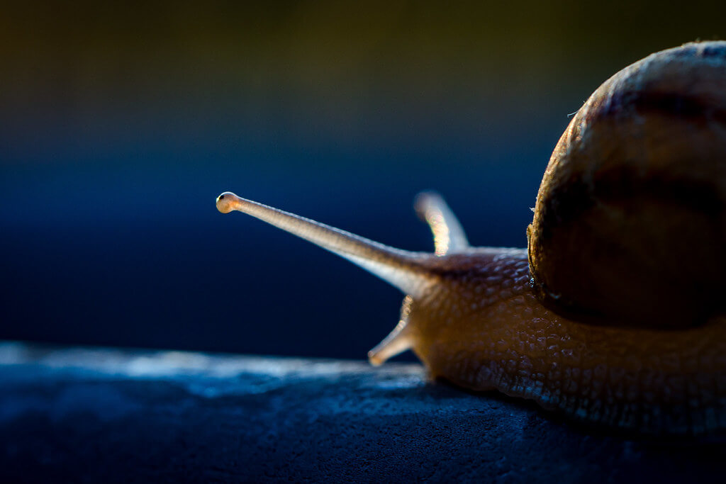 Lurukeye - snail close up