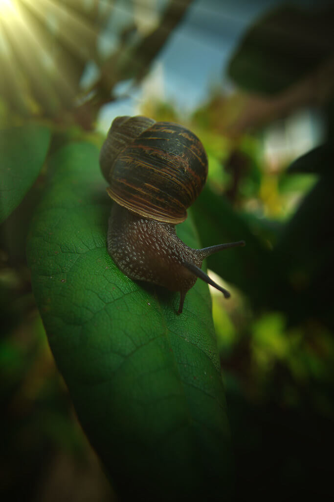 grazynaphotography - snail walk