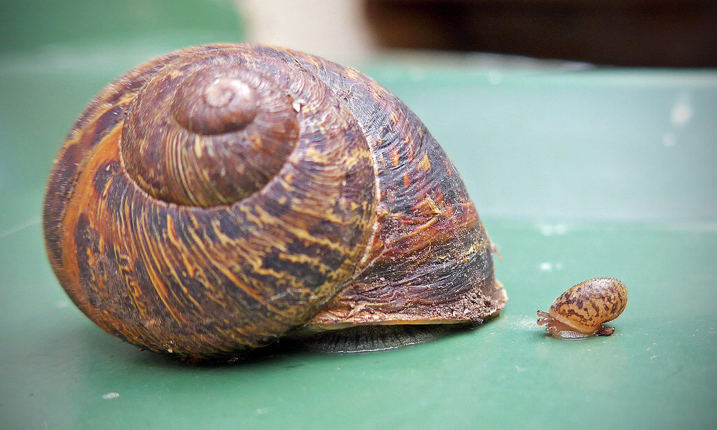 Andrew Gustar - Big Snail with little snail