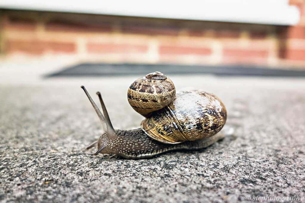 xstc - snail on top of snail