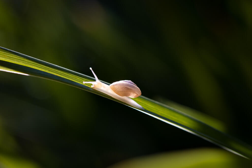 Sandrine Neel - snail on grass