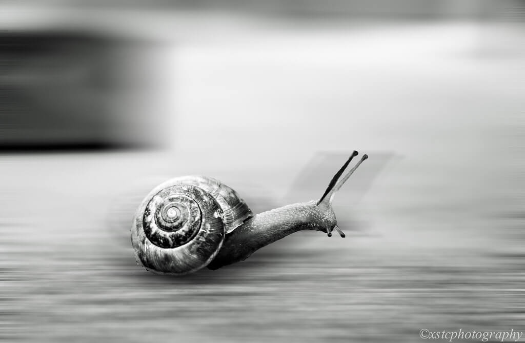 xstc - speedy snail