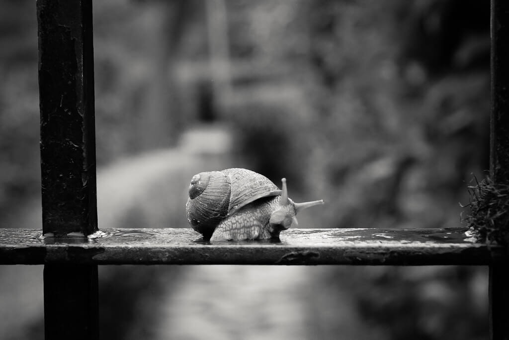 Hernan Pinera - Snail
