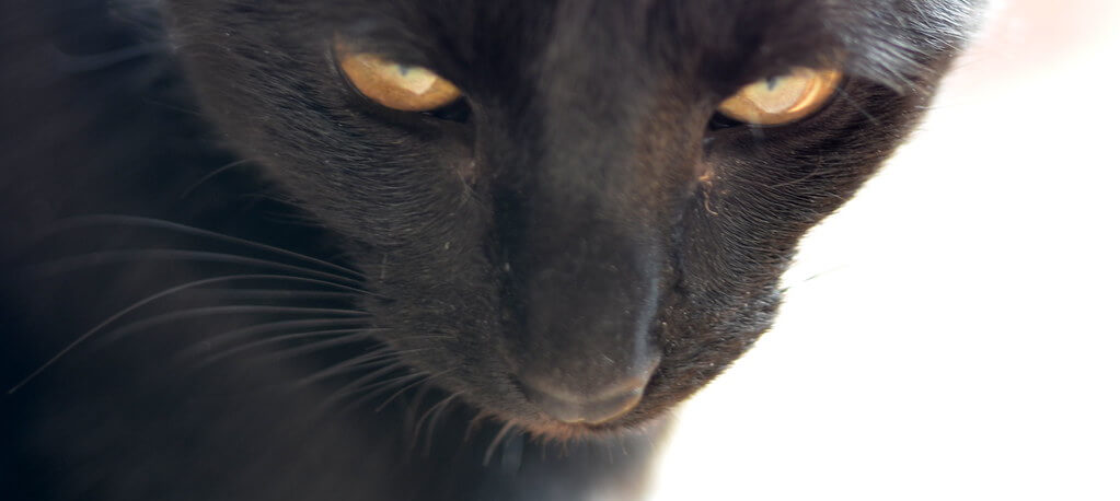 Caitlín Keller - black cat