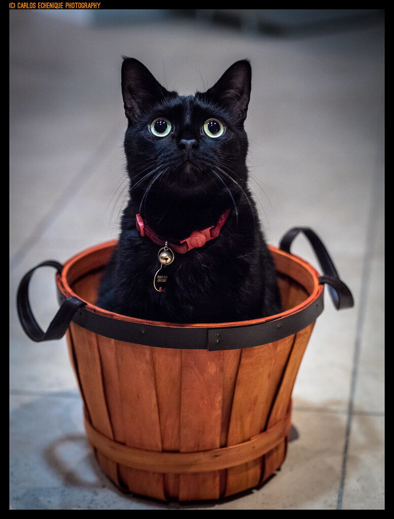Carlos Echenique - black cat