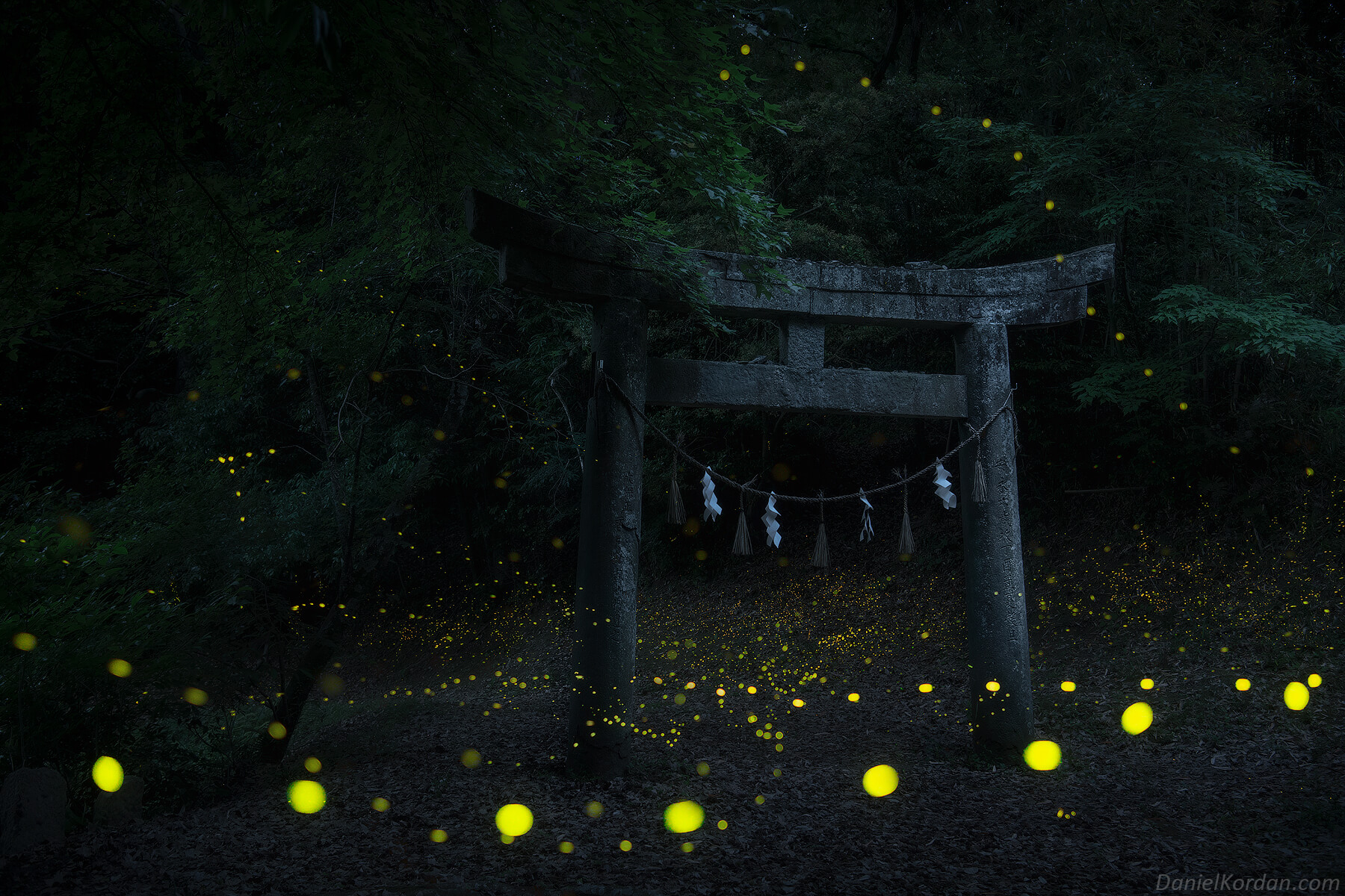 Pictures of fireflies flying low at night