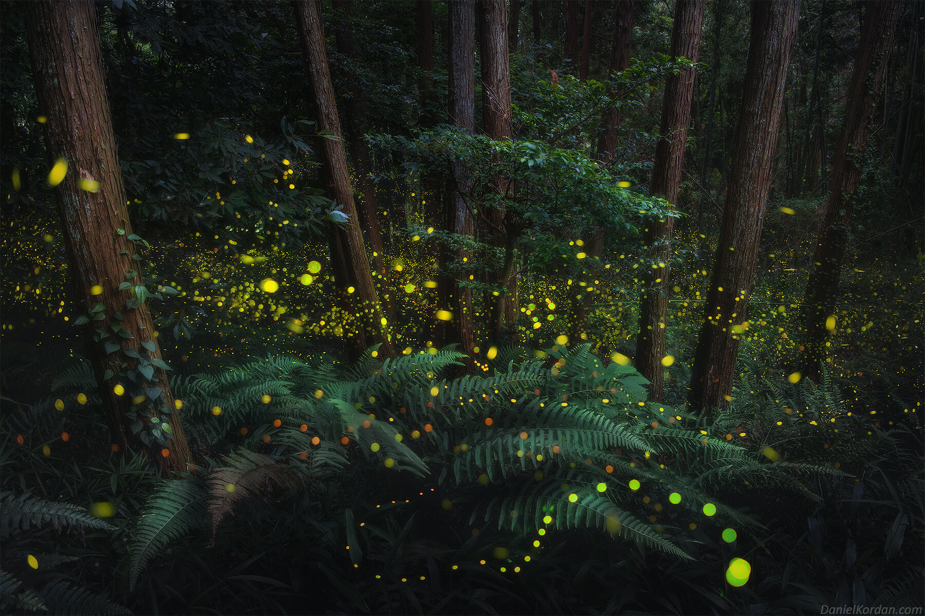looking down at pictures of fireflies