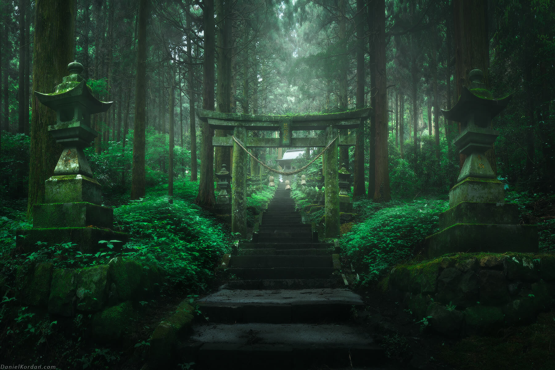 Path in the forest in Japan