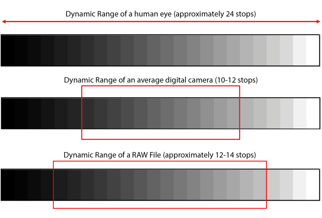4 Bird Photography Tips to take great photos The Photo Argus